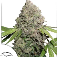 CBD Charlotte’s Angel®